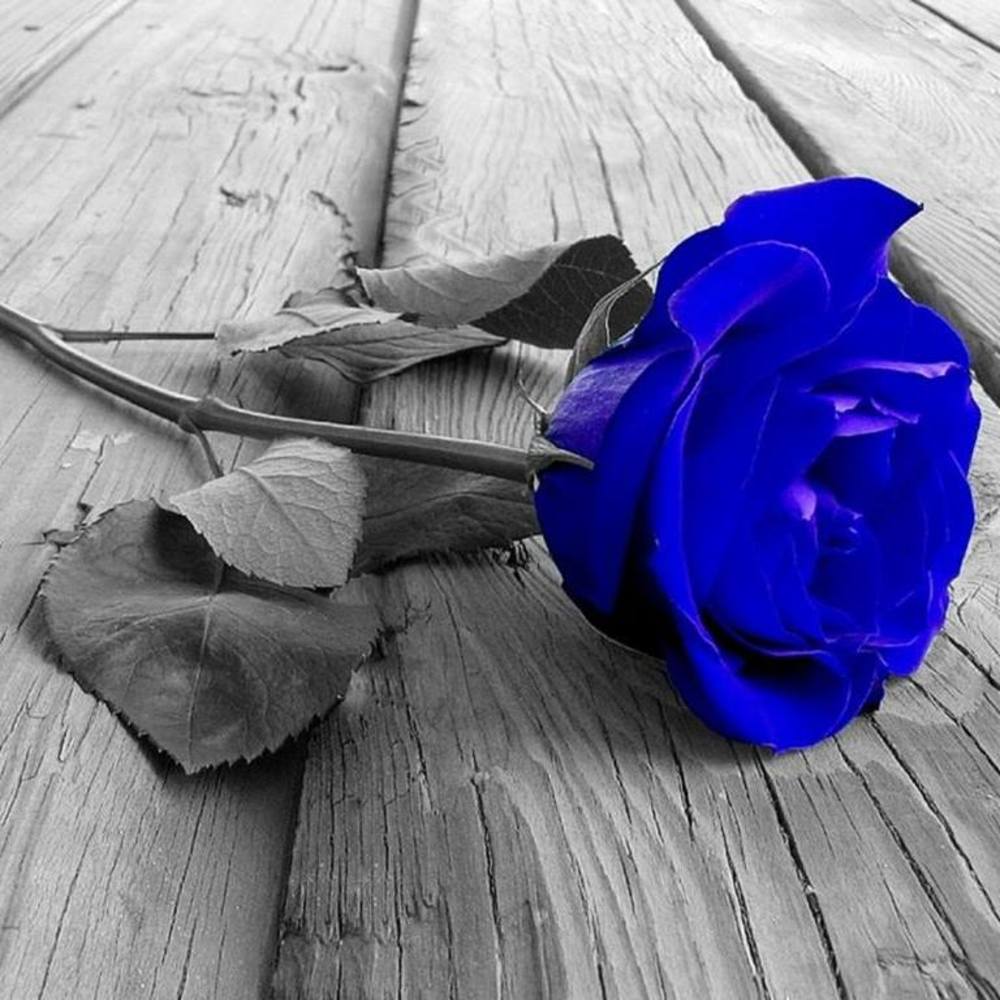 Meet your Posher, Wild